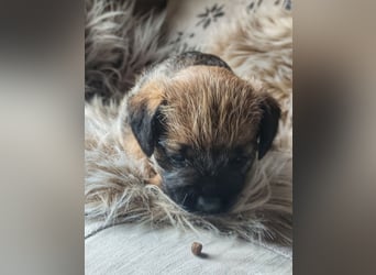 1 süße Border Terrier Hündin sucht ein liebevolles Zuhause