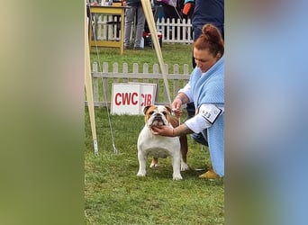 Englische Bulldoggenwelpen verfügbar in der Hauszucht "Von Teodor" FCI!