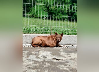 Babsi Mischling Hündin sucht Zuhause oder Pflegestelle