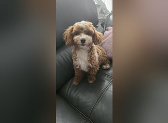 Maltipoo Rüde, Ahnentafel, asiatische Linie!