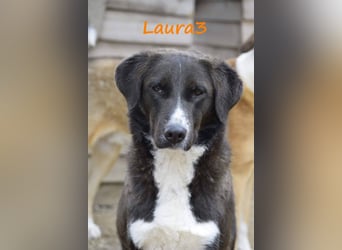 Laura3 06/2019 (GRC) - schüchterne Schönheit wünscht sich ein ruhiges Zuhause!