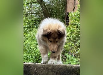 Colliewelpen im amerikanischen Typ