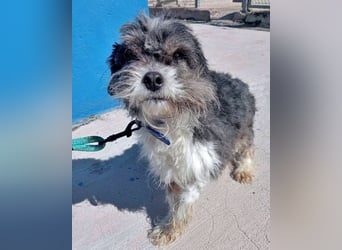 BENJI-sehnt sich nach Fürsorge!