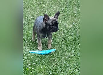 Liebevolles Zuhause gesucht