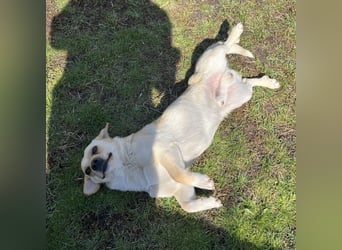 Berlin ein Smiley Dog