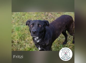 Fritzi: sucht dich!