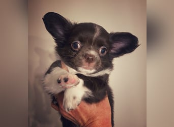 Langhaar-Chihuahuas mit Ahnentafel in schoko (weiß)