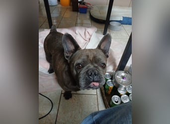 Achille sucht sein glückliches Zuhause für Immer