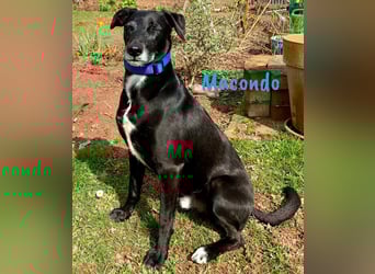 Macondo 04/2020 (in Deutschland) - treuer und liebevoller Labrador-Mix!