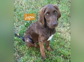 Welpen Labradoodle F1 Braun Könispudel x Labrador