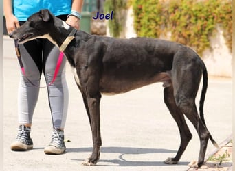 Joel 08/2020 (ESP) - entspannter und sozialer, hübscher Galgo!