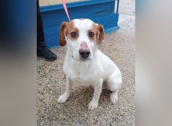 ROCKY - netter Rüde auf Familiensuche!