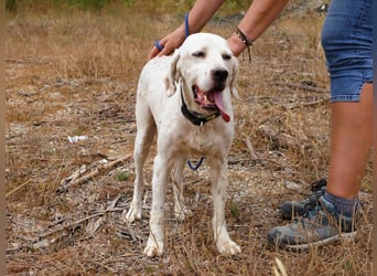 Marcel,  Setter-Mix, lieb und sozial