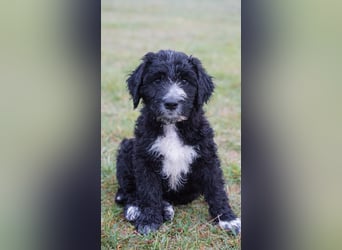 Bergamasker Barbet Mix Doodle Bergamasco Franz. Wasserhund Bergadoodle für Allergiker nicht haarend