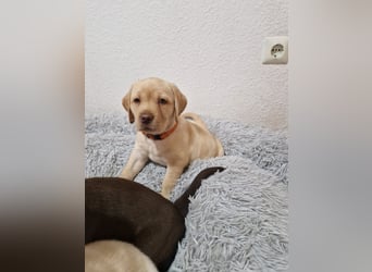 Labrador Welpe (Hündin) sucht ihr Traumzuhause