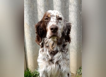 English setter Rüde Welpe