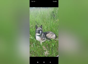 Mila- eine kleine, liebe Hündin sucht ihr Für - immer - Zuhause.