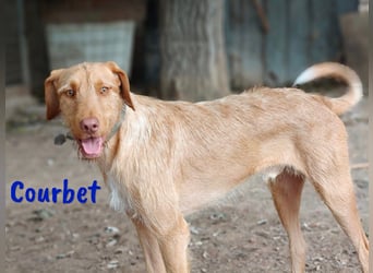 Courbet 11/2022 (ESP) - verspielter, hübscher Jagdhund-Mix Junghund!