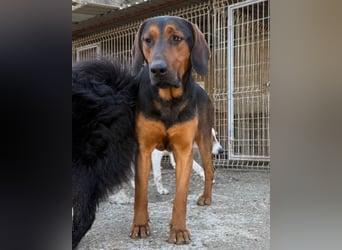 Levi ❤️ Bracke-Mix, verspielt+ aufgeschlossen