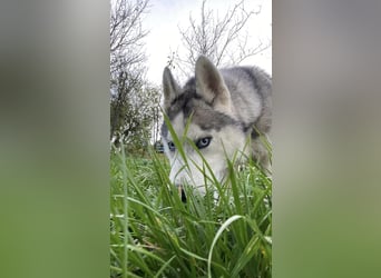 Lobo - wunderschöner Husky