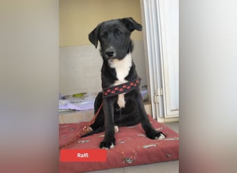 lieber Ralfi wünscht sich sein Zuhause