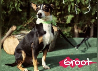 Groot 11/2018 (ESP) - sozialer und feinfühliger, kleiner Podenco-Mix!