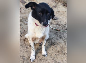 Sanfte Hündin Velta❤️aus Russland sucht liebevolles Zuhause - Pflegestelle oder Endstelle gesucht