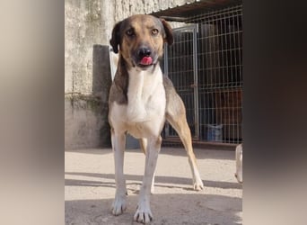 ROBI❤️zauberhafter, lieber Hundejunge, zurückhaltend und sozial