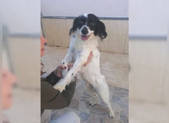 Lutz, ein aktiver, liebevoller Familienhund