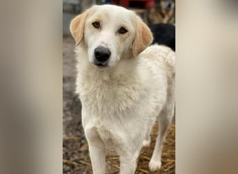 Nami, geb. ca. 12/2019, lebt in GRIECHENLAND, im städt. Tierheim Serres