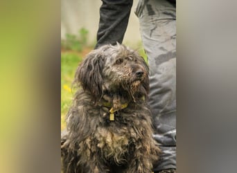 Bubbles LM – Schüchterner Schatz sucht ein liebevolles Zuhause