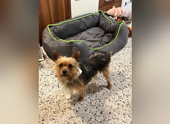Betty, liebe und verschmuste Yorki-Mix-Hündin, geb. 12/2022