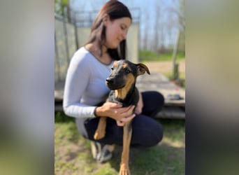 Dobby LM – kleiner Wirbelwind sucht seine Familie