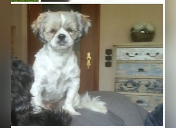 Unsere reinrassige Shih Tzu Hündin Sky sucht ab mitte Mai noch ihr neues Zuhause
