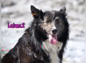 Laima2 01/2021 - sportliche und aufmerksame, wunderschöne Border-Collie-Mix Hündin!