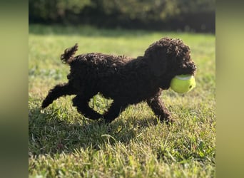 Lagotto Romagnolo – Hochwertige Welpen aus der registrierten Zuchtstätte King of the Truffles
