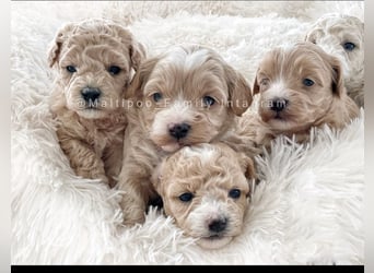 Traumhafte Maltipoo Welpen F1 Malteser Pudel