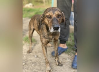 Ursus - Bewerbung als Lieblingshund