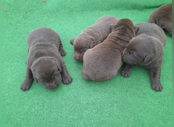 Labrador Welpen schokobraun reinrassig