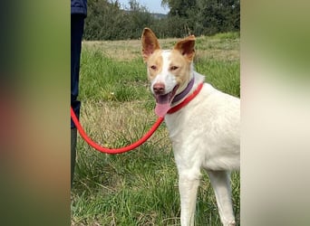 Fröhlichere WILLY mit einem Herzen aus Gold-freundlich zu Hund und MEnsch, läuft gut an der Leine