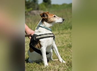 Pici-SI, Schmuse-Omi sucht dringend ein warmes Körbchen