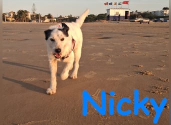 Nicky 01/2019 (ESP Pflegestelle) - braver, ausgeglichener und unglaublich lieber Bodeguero-Mix!