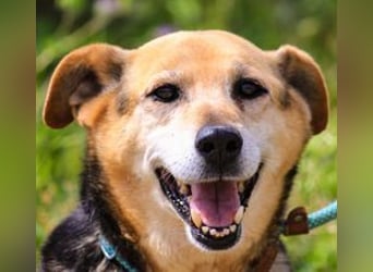 Hazel, Schäferhund-Mix, lieb und sozial