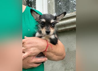 Scarlett, geboren 01.05.2025, 20cm sucht Ihr Zuhause