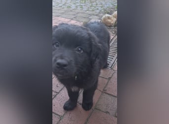 Auszug..Aussiedor F1 Familien und Therapiehund Labrador x Australien Shepherd