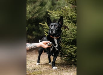 Wunderbarer Charly sucht seine Familie
