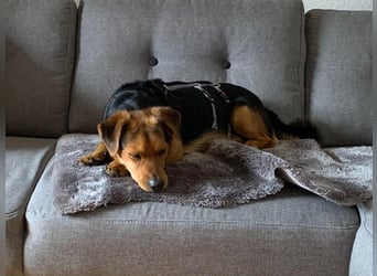 Sonnenschein Aiko wünscht sich seine Menschen