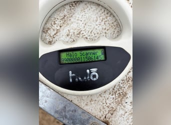Aba PP – Süßer Welpe sucht liebevolles Zuhause