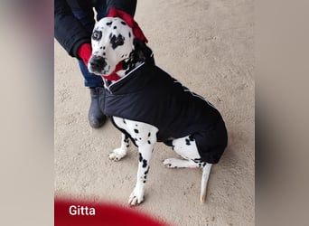 Gitta, zur Zucht missbraucht hat konkrete Interessenten