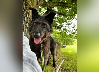 Lotte, zauberhafte Dame sucht ihren Menschen